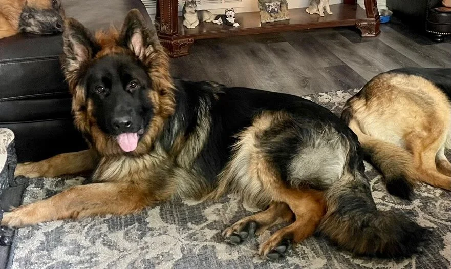 Our Past GSD Dogs — Vom Cronje Haus German Shepherds
